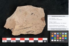 Foto (Objekt + Etikett) von Pinus palaeostrobus Ettingshausen (NHMW-GEO-2024-0188-8263)